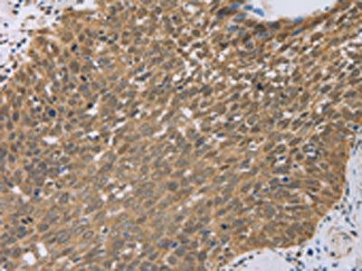 PCP4 Antibody