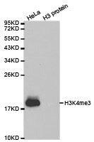 Histone H3K4me3 Antibody