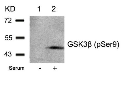 Phospho-GSK3B (Ser9) Antibody