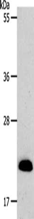 SIRT5 Antibody
