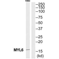 MYL6 Antibody