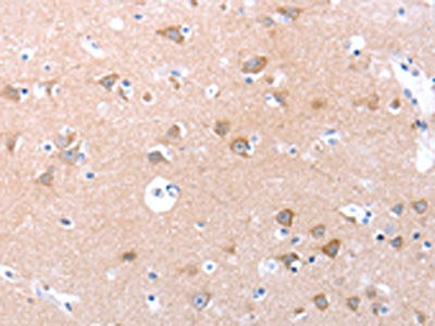SPAG4 Antibody