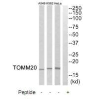 TOMM20 Antibody