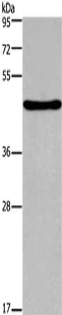 FOXA2 Antibody