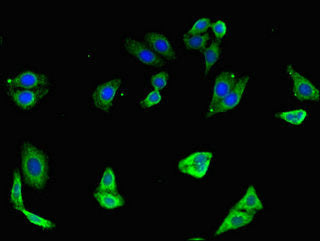 TLR7 Antibody