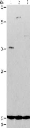 ARTN Antibody
