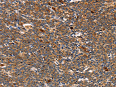 STK4 Antibody