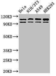 MSH2 Antibody