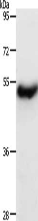 CERS2 Antibody