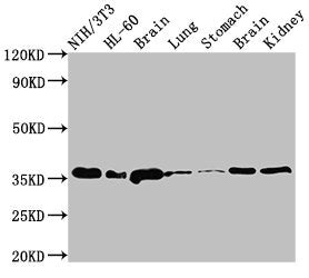 JUN Antibody