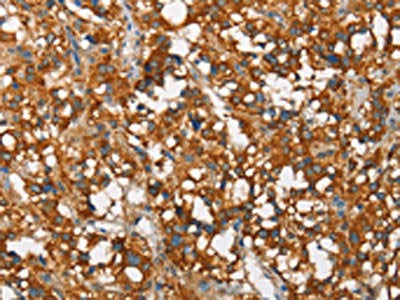 SNCA Antibody