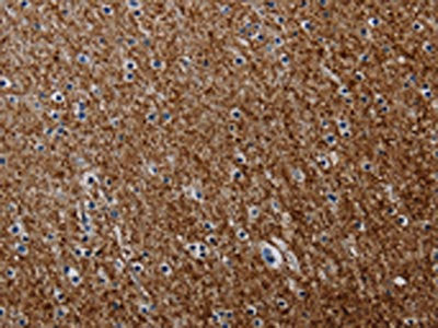 PCDHAC1 Antibody