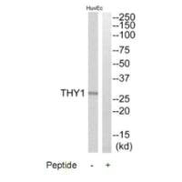 THY1 Antibody