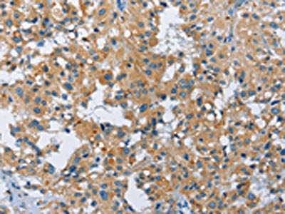 FGF9 Antibody