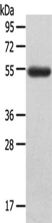 LAG3 Antibody