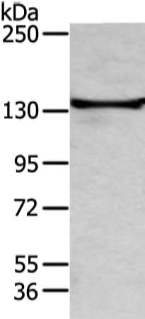 TRIM24 Antibody