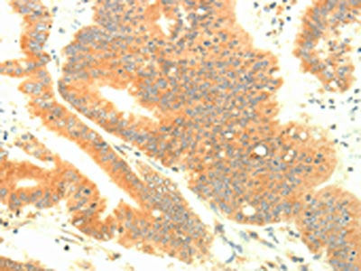 TRAF3IP2 Antibody