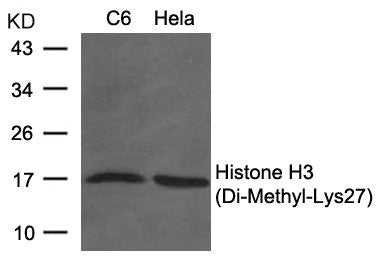Di-Methyl-Histone H3 (Lys27) Antibody