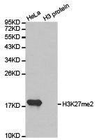 Histone H3K27me2 Antibody