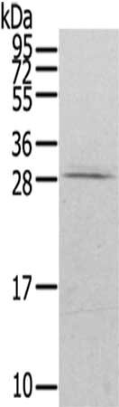 RAB20 Antibody