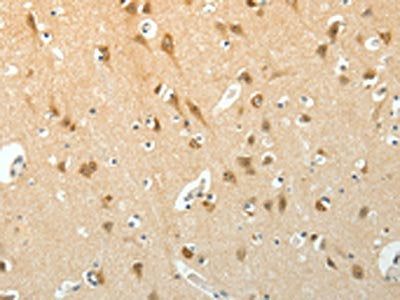 SCG3 Antibody
