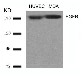 EGFR (Ab-1070) Antibody