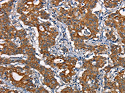 CDC23 Antibody
