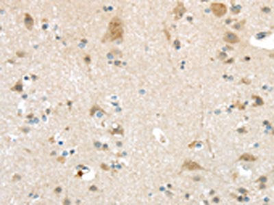 VSIG10 Antibody