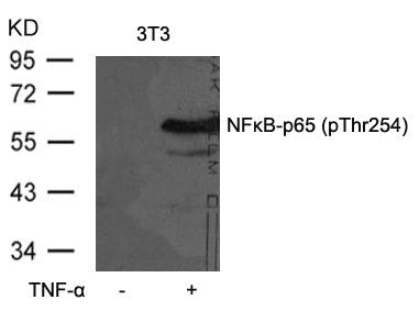Phospho-RELA (Thr254) Antibody