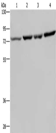 PABPC1 Antibody