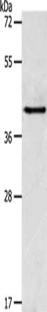 ACTR1A Antibody