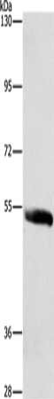 SYT17 Antibody
