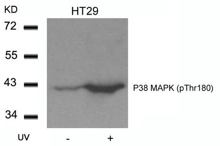 Phospho-MAPK14 (Thr180) Antibody