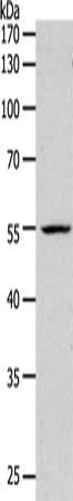 PAX1 Antibody