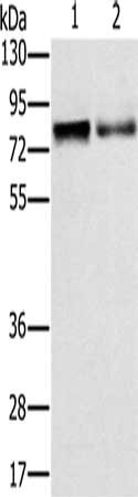 ZBTB16 Antibody