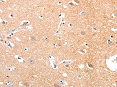 MAPK8 Antibody