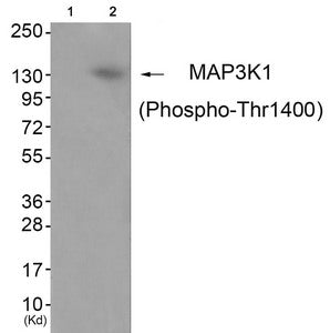 Phospho-MAP3K1 (Thr1402) Antibody
