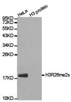 Histone H3R26me2s Antibody