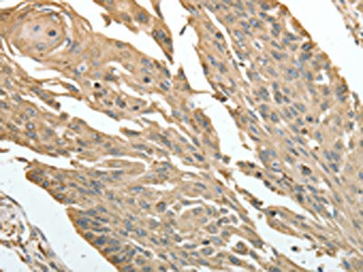 HSP90B1 Antibody