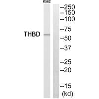 THBD Antibody
