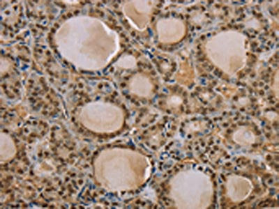 S100A13 Antibody