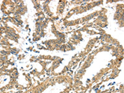 KCNG3 Antibody