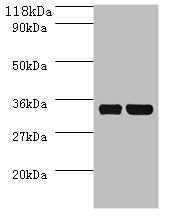 dcyD Antibody