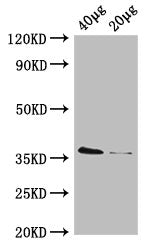 dcyD Antibody, HRP conjugated