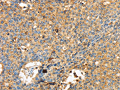 MAPK6 Antibody