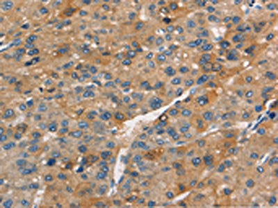 APOC4 Antibody