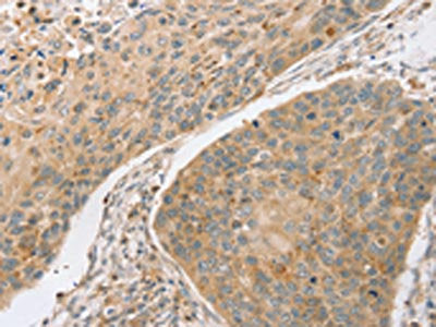 SCAP Antibody