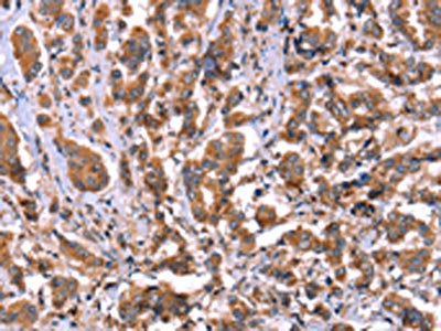HRG Antibody