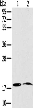 NDUFA3 Antibody