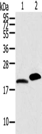 MYL2 Antibody